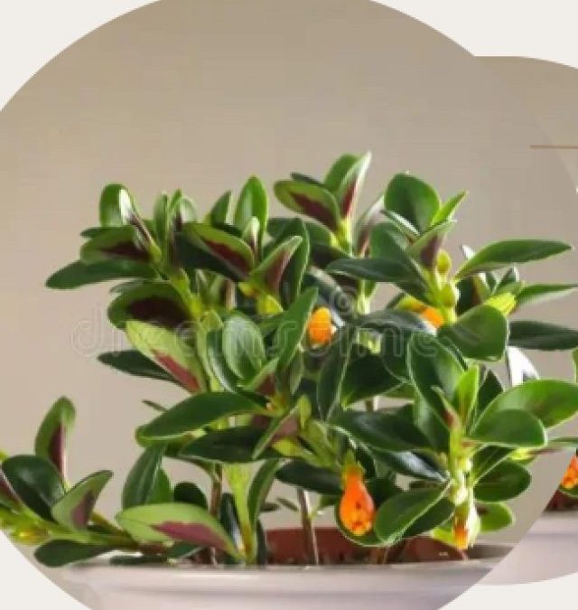 Goldfish Houseplants