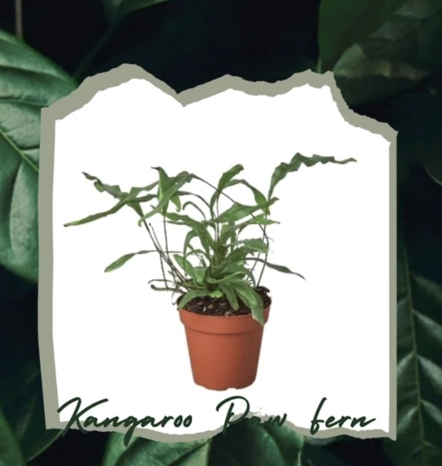 Kangaroo Paw Fern | Houseplant Joy