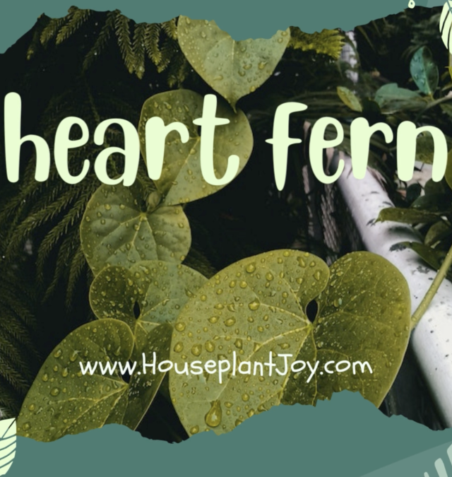 Heart Fern Houseplant