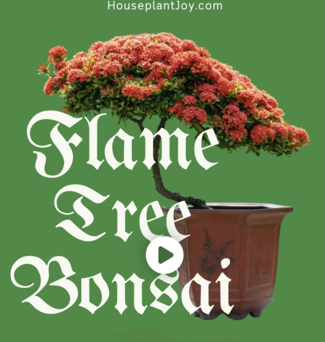 Flame Tree Bonsai: Best Tips and Techniques