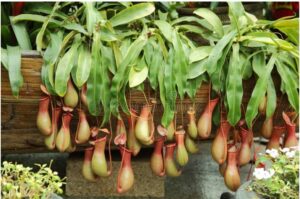 hanging pitcher plants