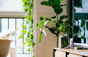 moving plants indoors for winter