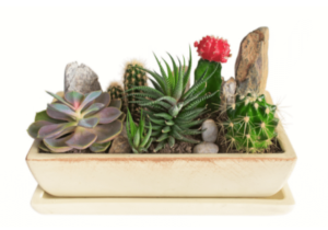Florarium of cactus houseplants and succulents