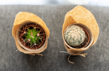 Two cactus houseplants in paper wrappings