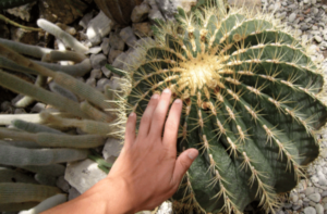 A hand is touching a prickly cactus houseplant