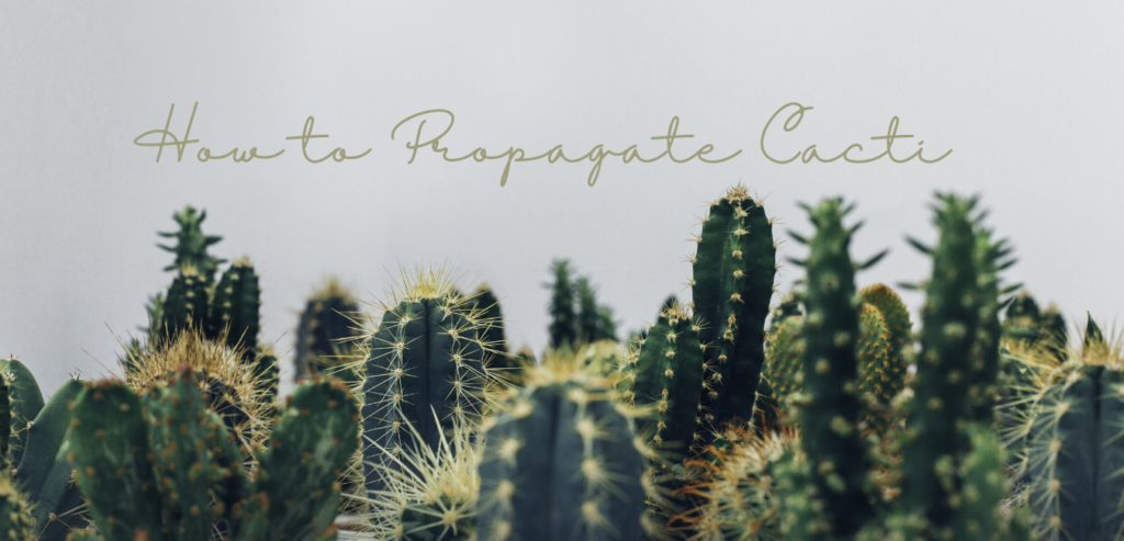 How to Propagate Cacti