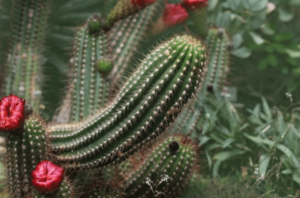 An organ pipe cactus branching out