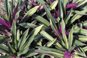 Oyster Plant houseplants with purple leaves