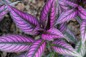 Persian Shield Plant houseplants with purple leaves