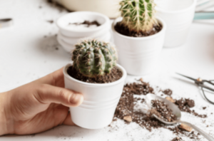 Repotting small cactus houseplants 