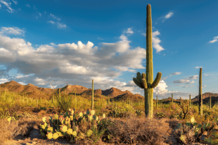 Saguaro cactus plants in their natural habitat in Sonoran Desert