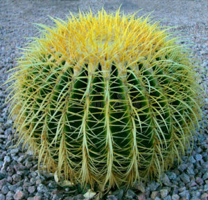 Barrel cactus houseplant