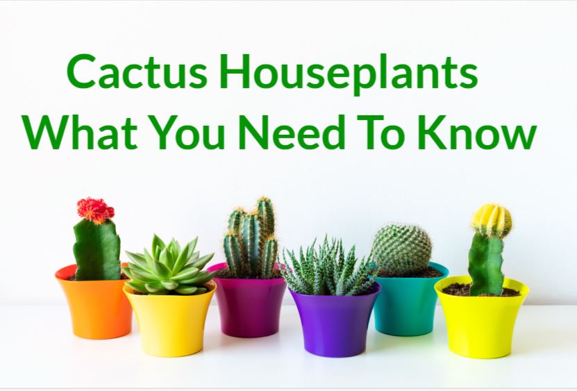Cactus Houseplants: What You Need to Know