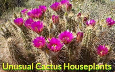 unusual cactus houseplants