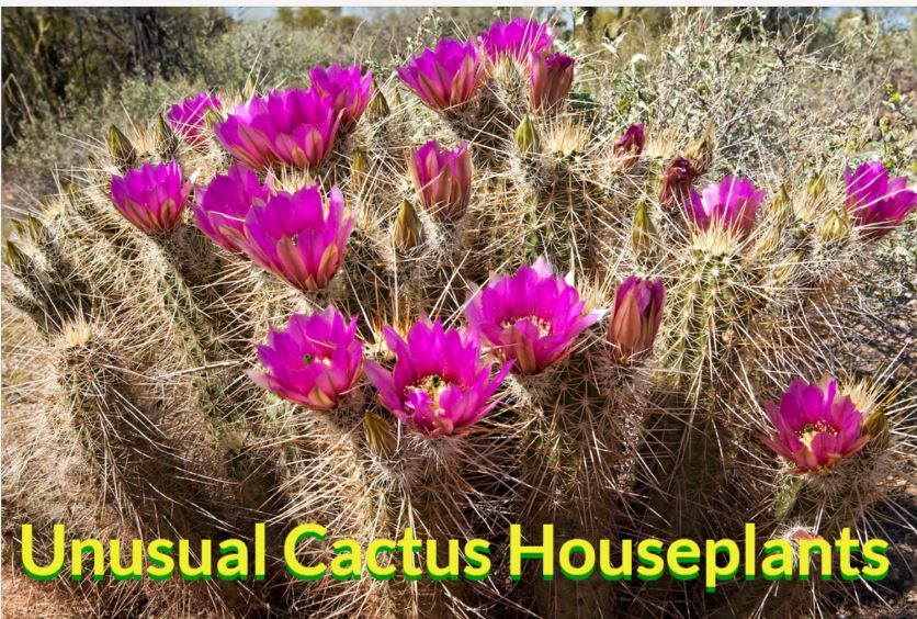 Unusual Cactus Houseplants, Succulents