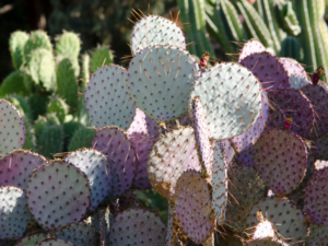 unusual cactus houseplant