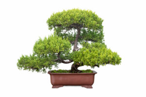 Bonsai tree of chinese juniper isolated