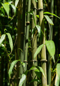 Square Bamboo