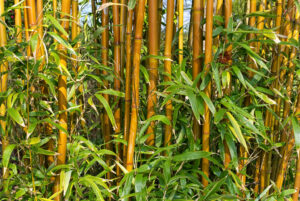 Yellow Groove Bamboo