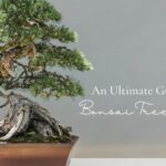 An Ultimate Guide to Bonsai Tree Care