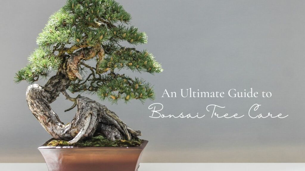Bonsai Tree: Ultimate Care Guide