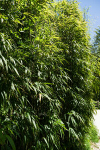 Marbled Bamboo