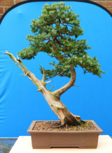 needle type juniper bonsai 