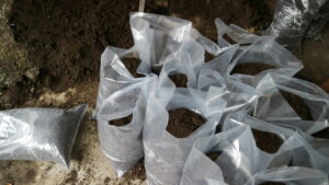 potting soil with organic