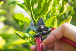 pruning shears for houseplants