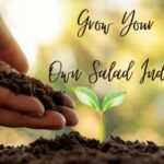 Grow Your Own Salad Indoors