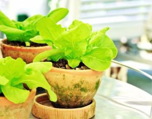 How to Grow Salad Greens in Pots or Containers