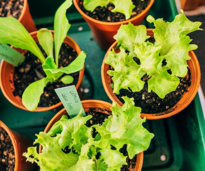 How to Grow Your Salad Indoors