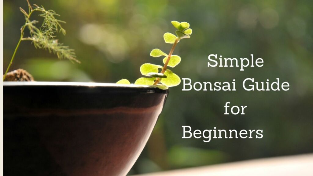 Bonsai for Beginners: A Simple Guide
