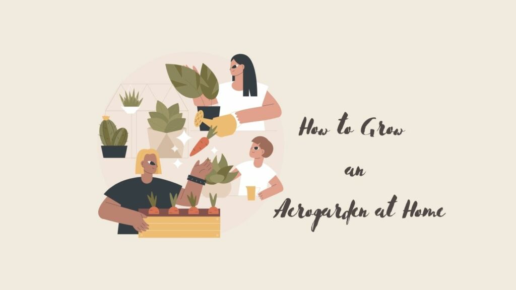 How to Grow an Aerogarden at Home
