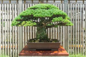 Crazy and Unusual Bonsai Trees