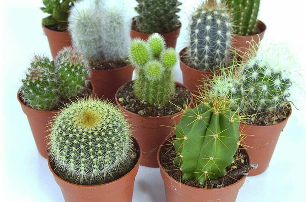 13 Types of Cactus Houseplant: Best Cactus Indoor Plants to Grow