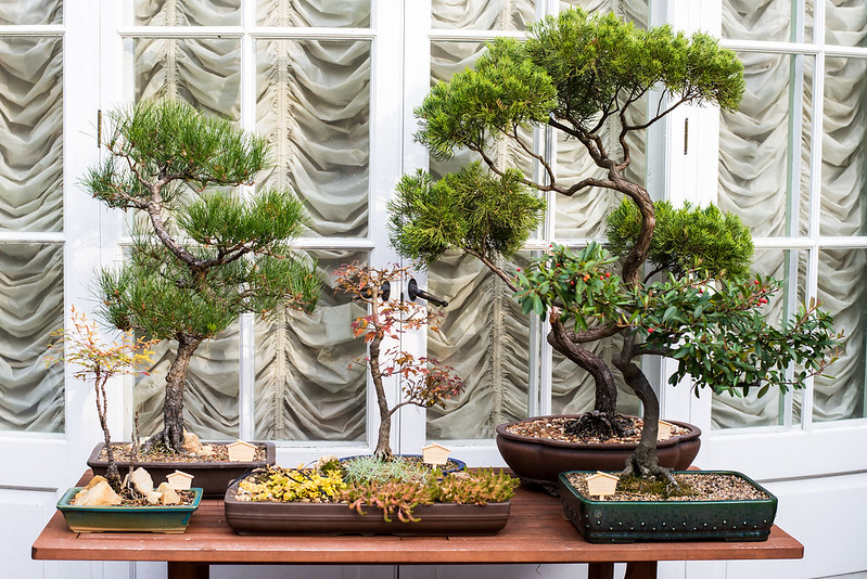 A Stunning Bonsai Collection / Flickr / Massmatt