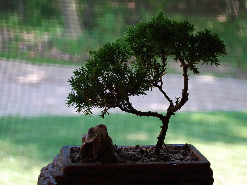 A Beautiful and Unusual Bonsai Tree / Flickr / Windy 