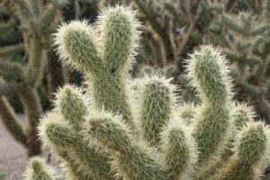 cactus houseplant types