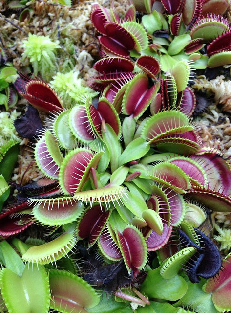 are venus flytraps hard to take care of