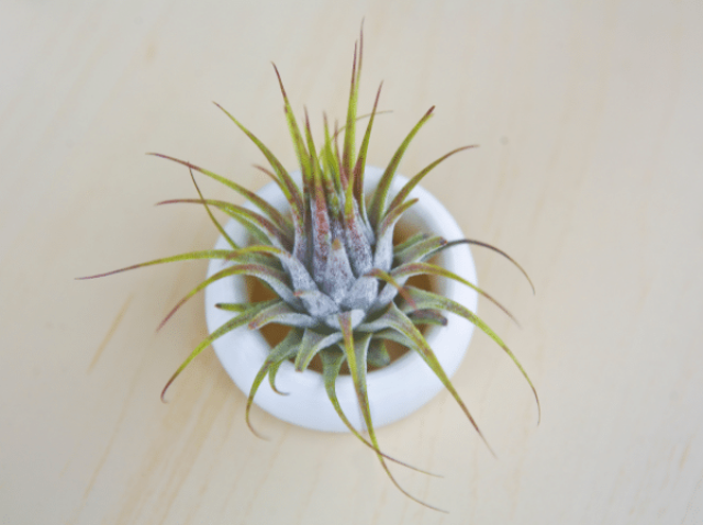 Potted air plant on a desktop