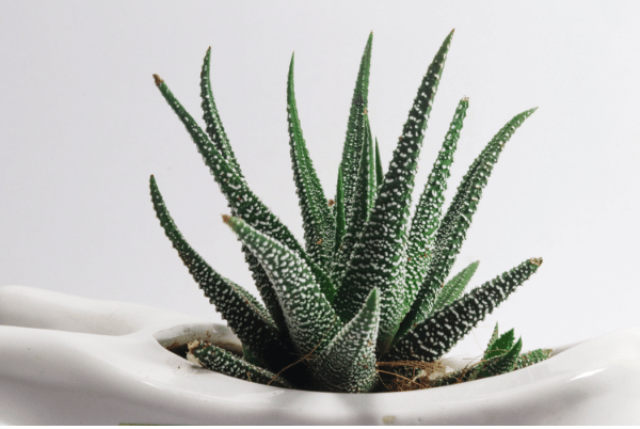 aloe, indoor plants for stress relief
