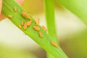 Aphids bugs on house plant