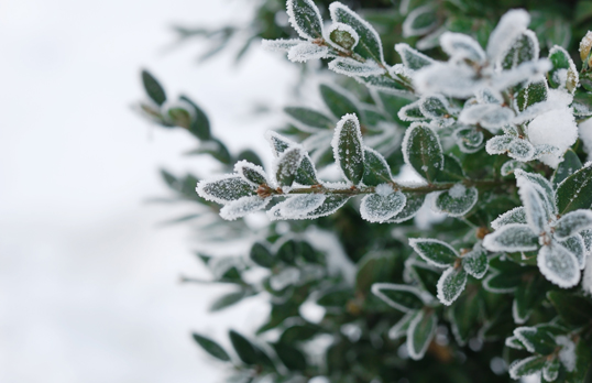 Top 10 Plants to Grow All Winter