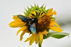 Bumble bees beneficial insects for houseplants