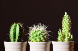 types of cactus house plant