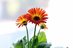 Gerbera daisy with orange flowers