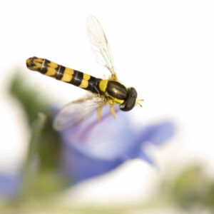 Hoverflies beneficial insect for houseplants