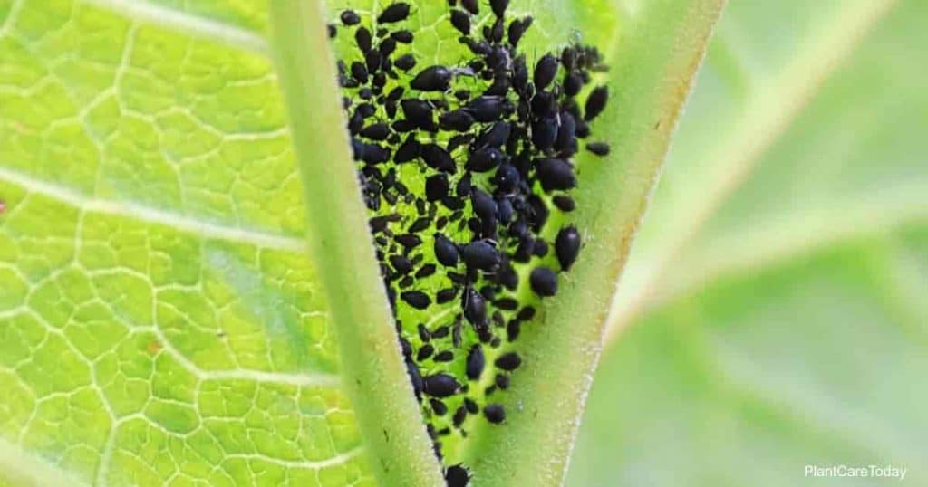 Bugs on Houseplants Home Remedies