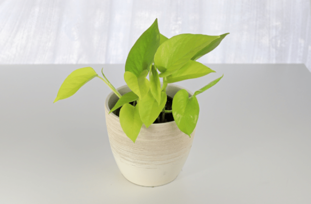 Neon pothos with green variegation